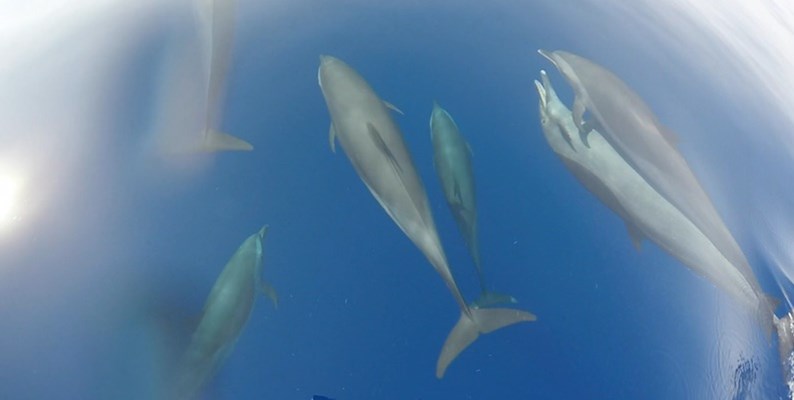 Dolphins on the way to Satayah